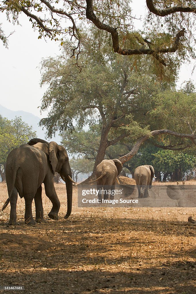 African elephants walking through landscape