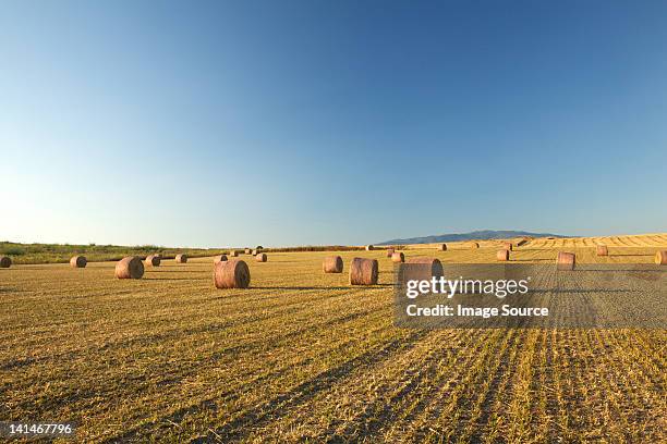 campo fardos de heno, sardinia - a balze fotografías e imágenes de stock