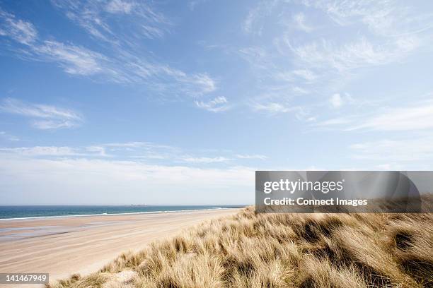 strand am bamburgh, northumberland, großbritannien - reed grass family stock-fotos und bilder