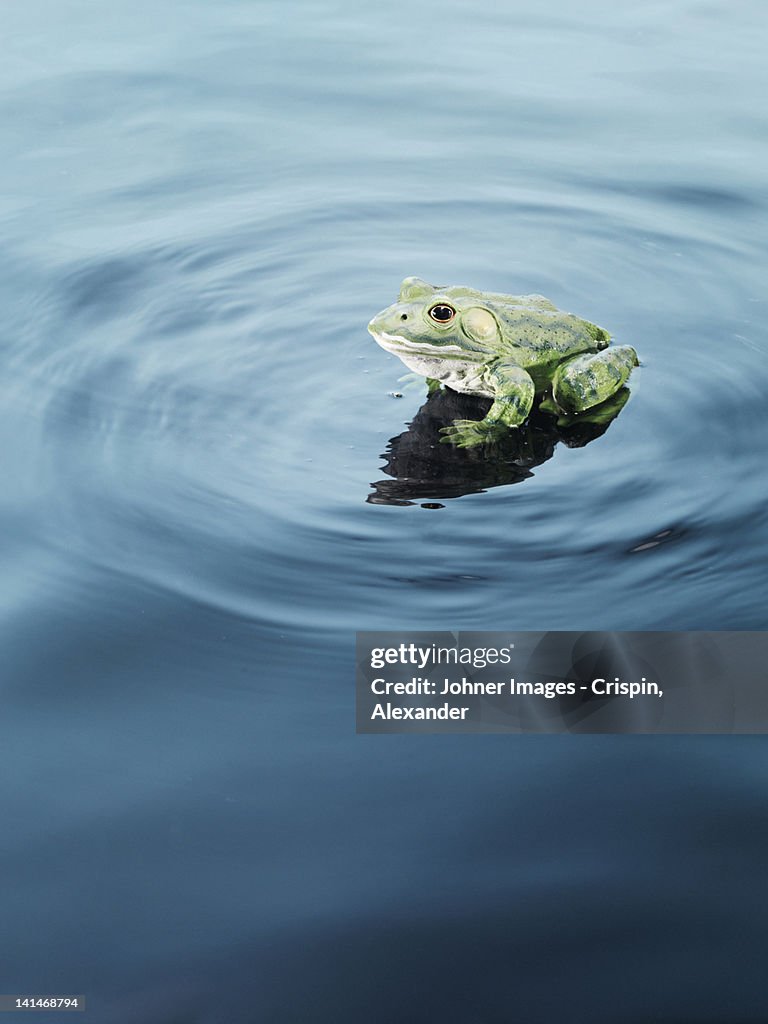 Plastic frog on water, high angle view