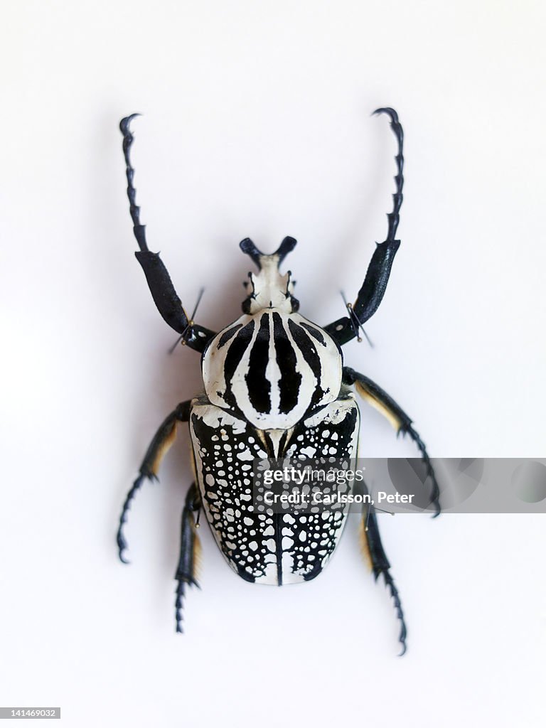 Beetle on white background