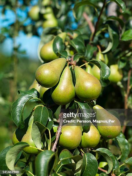 pears on branch, close-up - perenboom stockfoto's en -beelden