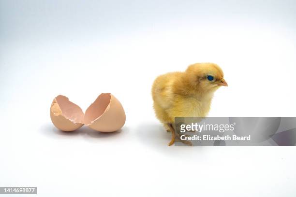 baby chick with broken eggshell - chick egg stock pictures, royalty-free photos & images