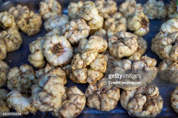 Lily Root Photos and Premium High Res Pictures - Getty Images