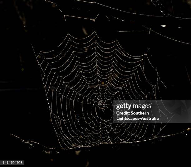 spider's web, dorset, england, uk - spinnennetz stock-fotos und bilder