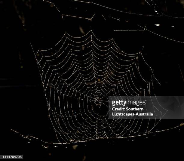 spider's web, dorset, england, uk - spider web stock pictures, royalty-free photos & images