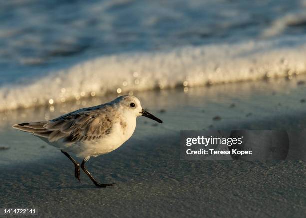 sanderling small bird running along beach with waves in background - sanderling stock-fotos und bilder