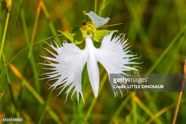 white egret flower at a swamp - orchids of asia - fotografias e filmes do acervo