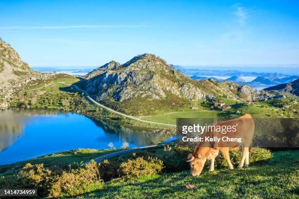 lakes of covadonga, spain - asturien stock-fotos und bilder