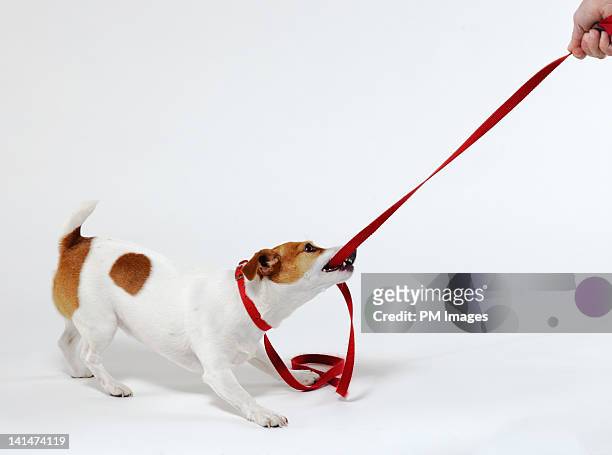 dog bites leash - jack russell terrier stock-fotos und bilder