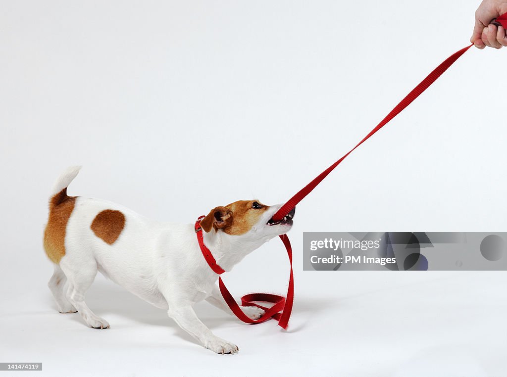 Dog bites leash