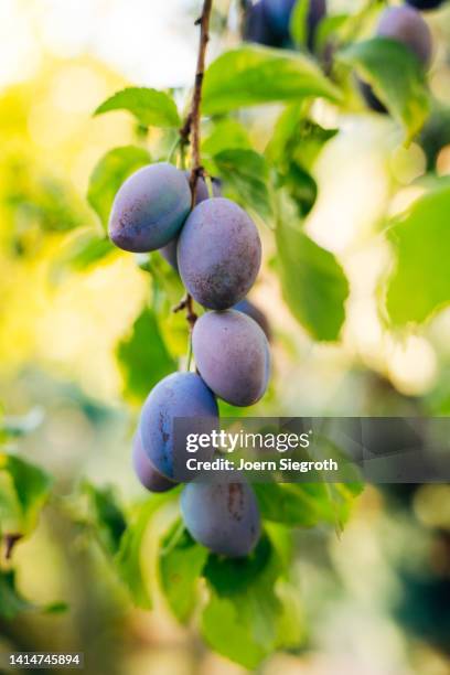 plums tree - pflaumenbaum stock-fotos und bilder