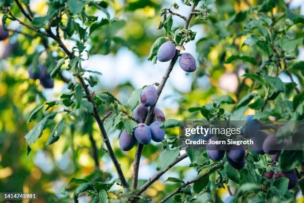 plums tree - red plum stock pictures, royalty-free photos & images