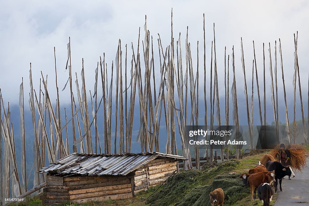 Harvesting buckwheat, cows Bumthang Valley, Bhutan