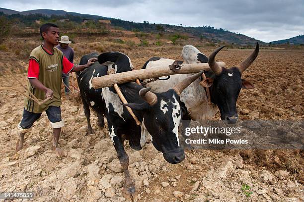 betsileo peasants cultivating rice paddies - horn of africa stock-fotos und bilder