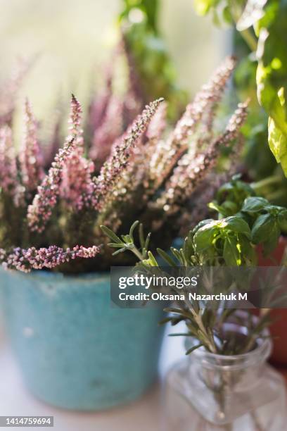 fresh basil, rosemary and heather windowsill - heather stock pictures, royalty-free photos & images