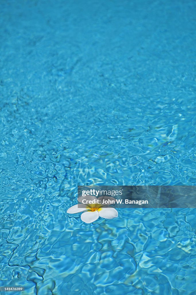 Frangipani flower in swimming pool