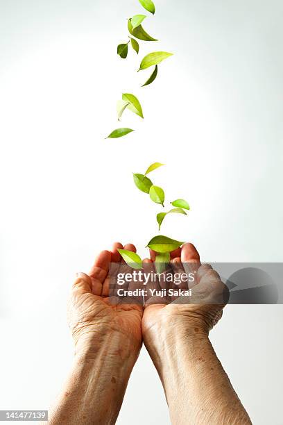 leaves falling in hand  of a senior woman - hohle hände stock-fotos und bilder