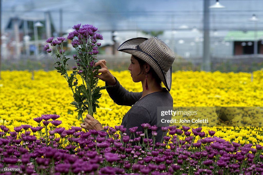 Harvesting Flowers