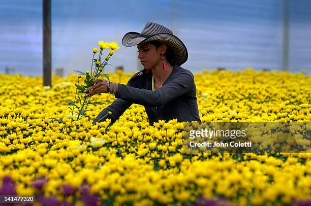 harvesting flowers - colombia stockfoto's en -beelden