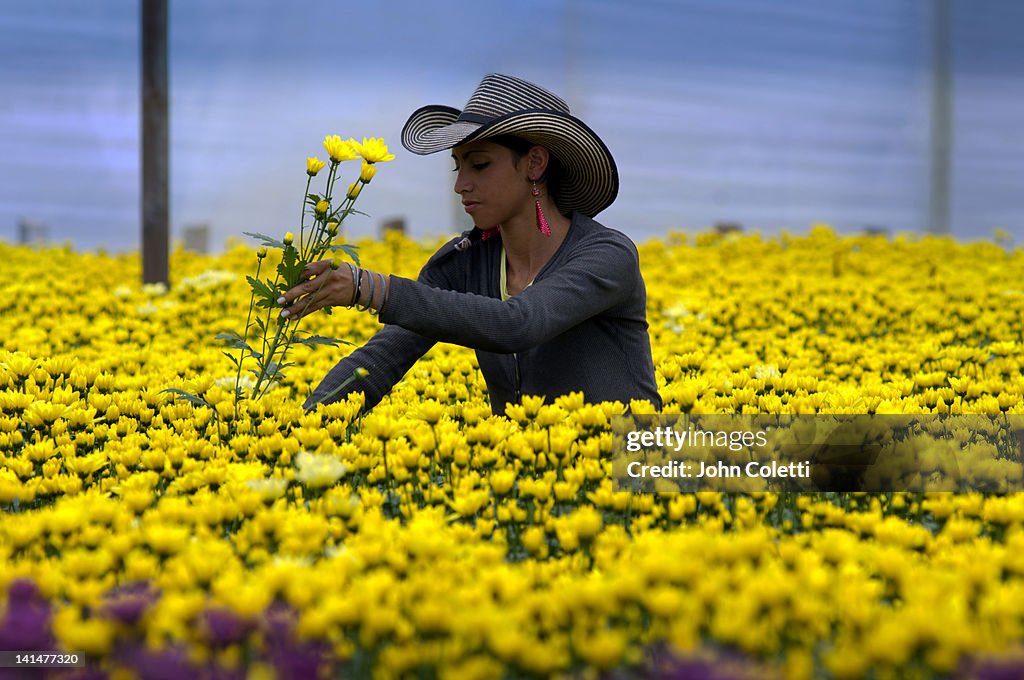 Harvesting Flowers