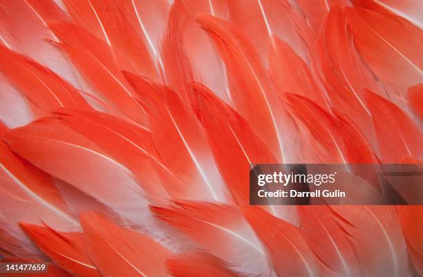 chilean flamingo feathers - red feather stock pictures, royalty-free photos & images