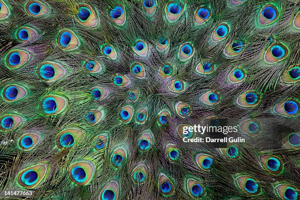 mass circular peacock tail feather design - animal pattern stock pictures, royalty-free photos & images