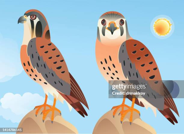 american kestrel (falco sparverius) - falconry stock illustrations