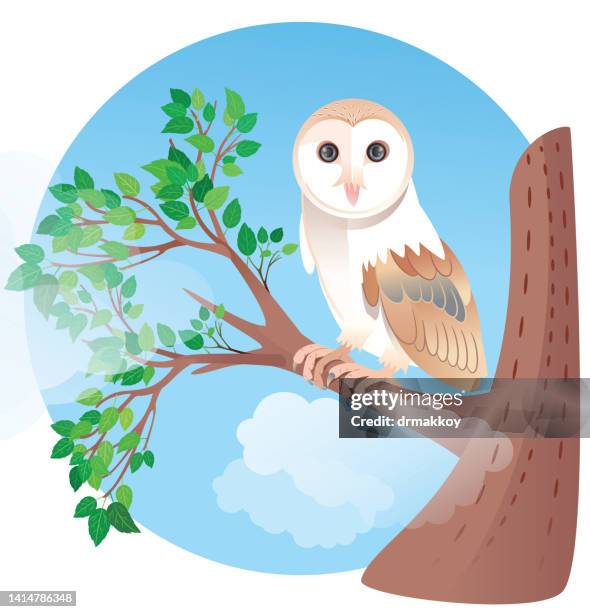 barn owl (tyto alba) - barn owl stock illustrations