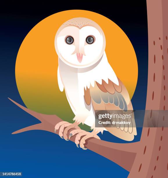 barn owl (tyto alba) - barn owl stock illustrations