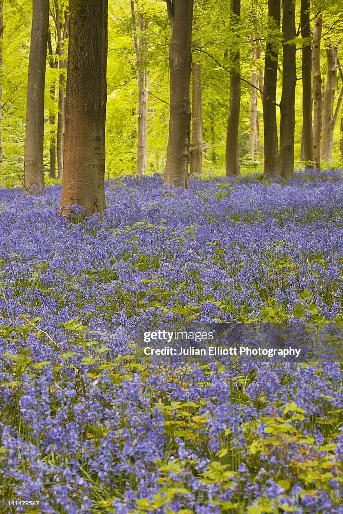 Bluebells amongst the beech trees of West Woods
