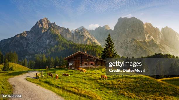 idyllic landscape in the alps with mountain chalet and cows in springtime - cabana de madeira imagens e fotografias de stock