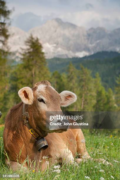 cow standing in alpine setting. - pasture foto e immagini stock