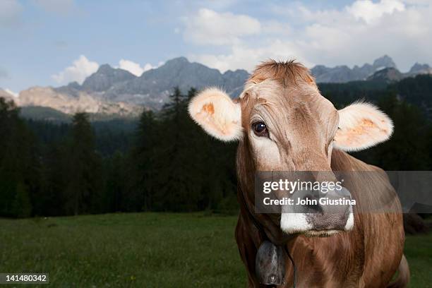 cow standing in alpine setting. - cowbell stock pictures, royalty-free photos & images