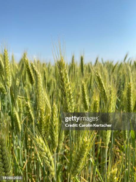 barley on cornfield - barley stockfoto's en -beelden
