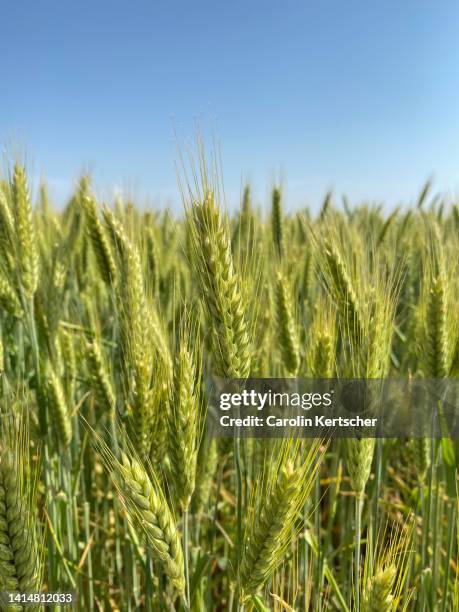barley on cornfield - barley stock pictures, royalty-free photos & images