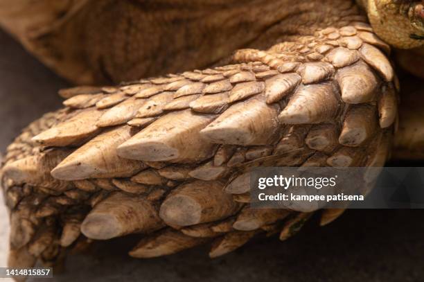 sulcata tortoise close-up - tortoiseshell stock pictures, royalty-free photos & images