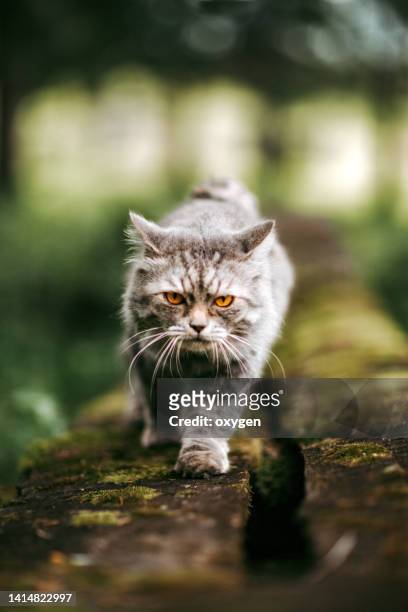 cute fluffy gray cat walking on green forest grass with moss background - siberian cat stockfoto's en -beelden
