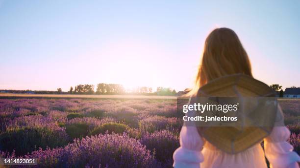 enjoying nature. woman admiring sunset on lavender field - french lavender stock pictures, royalty-free photos & images