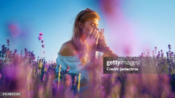 looking for inner peace. woman picking lavender and smelling flowers - lavendelkleurig stockfoto's en -beelden
