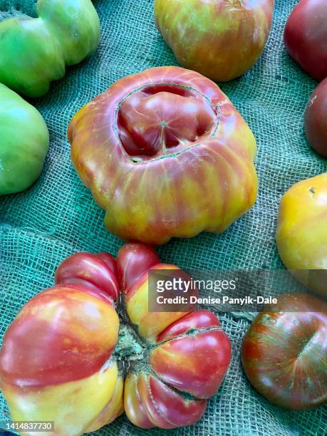 closeup of homegrown tomatoes - panyik-dale stock pictures, royalty-free photos & images