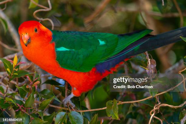 king parrot at lamington national park - king parrot stock pictures, royalty-free photos & images