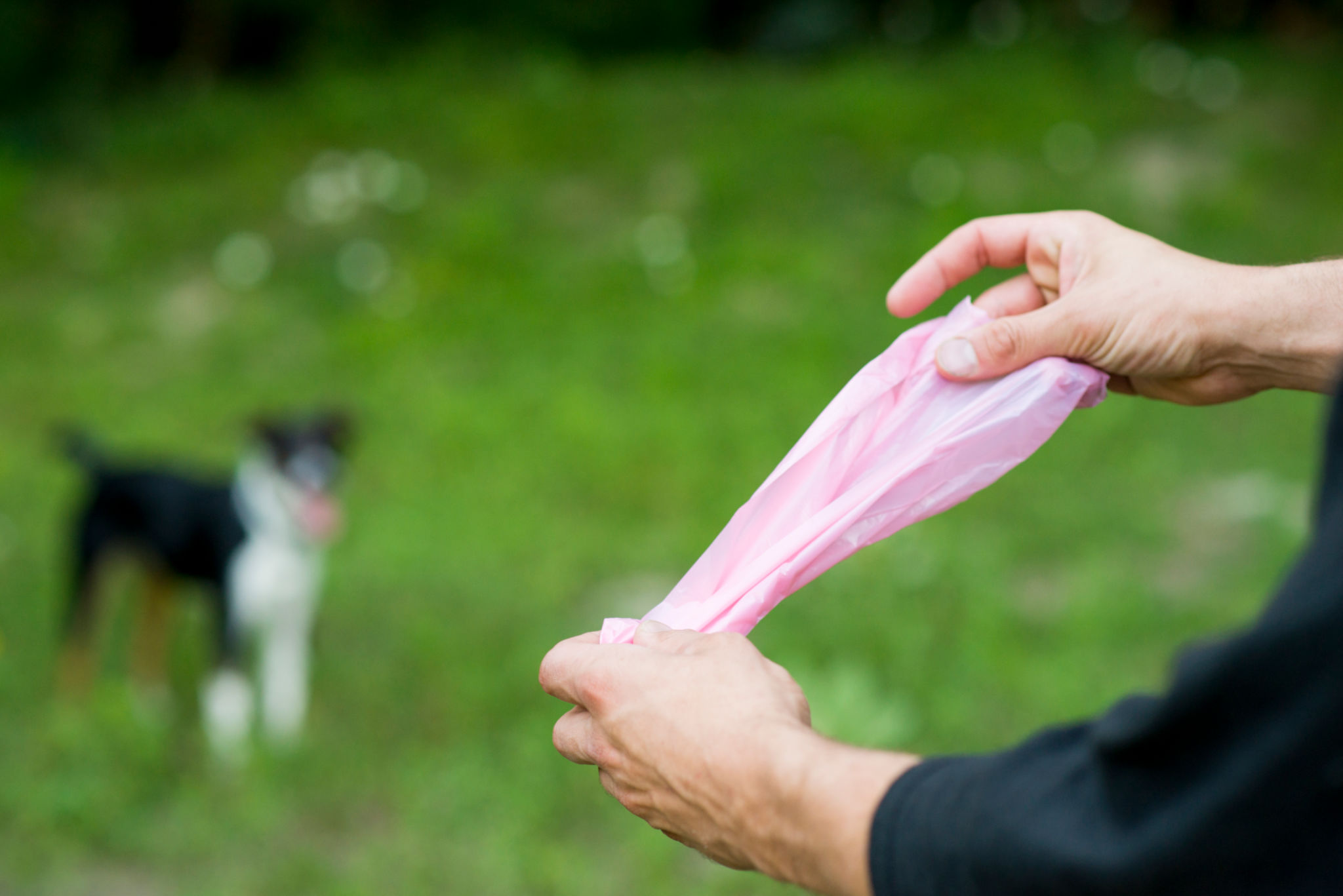 dog poop cleaning