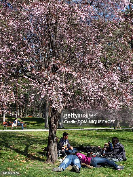 People enjoy a sunny day under a cheery tree in full blossom tree at the Retiro park in Madrid on March 17, 2012. AFP PHOTO / DOMINIQUE FAGET