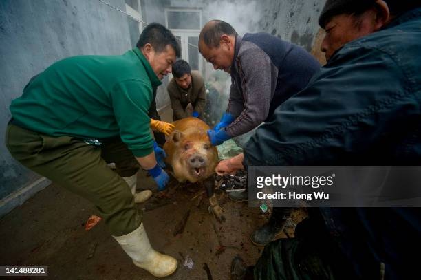 Local fishermen slaughter a pig as a sacrificial offering, in Zhougezhuang village on March 17, 2012 in Jimo, China. The ceremony of sacrifice to the...