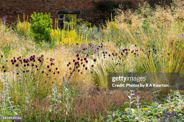 mixed border in an english garden in mid summer - planta perene - fotografias e filmes do acervo