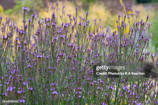 blue vervain (verbena hastata) a summer flowering perennial - vervain stock pictures, royalty-free photos & images