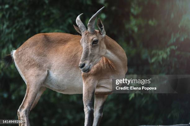 young female turkmenian markhor relaxing on the top of rock and looking at camera - markhor 個照片及圖片檔