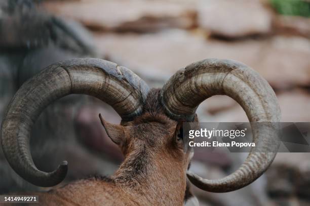 beautiful turkmenian markhor's spiral hornes against blurred rock background - ram animal stock pictures, royalty-free photos & images