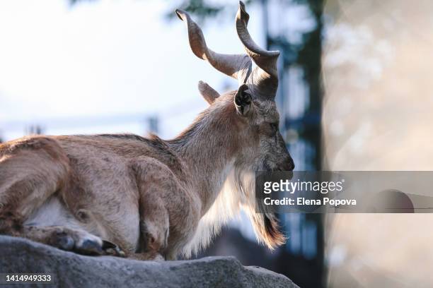 turkmenian markhor relaxing on the rock on sunny summer day - goats foot stock pictures, royalty-free photos & images